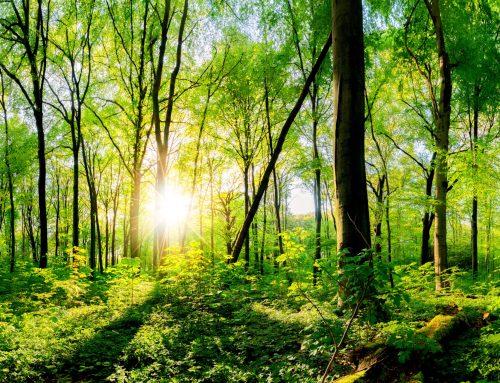 Eco-Friendly Funeral Options: A Guide to Sustainable Farewells